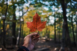 A person holding a maple leaf, the iconic symbol of Canada.